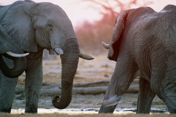Картинка животные слоны африканские