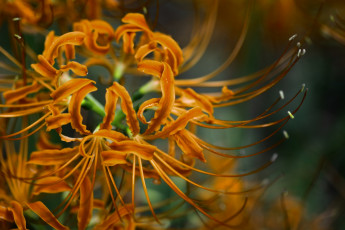 Картинка цветы лилии лилейники оранжевый паучья лилия