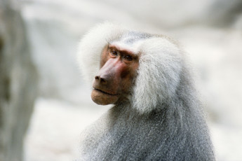Картинка животные обезьяны бабуин