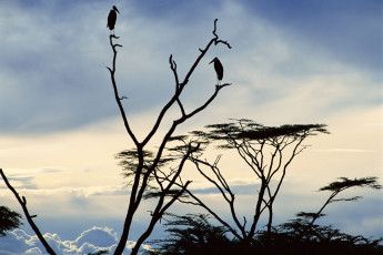 Картинка животные птицы дерево марабу