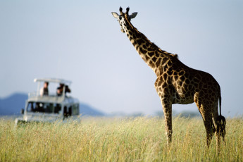 Картинка животные жирафы саванна