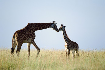 обоя животные, жирафы, саванна