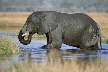 Картинка животные слоны река купание