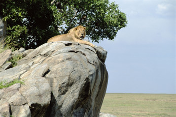 Картинка животные львы царь зверей