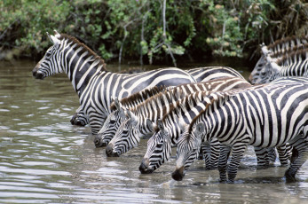 Картинка животные зебры водопой