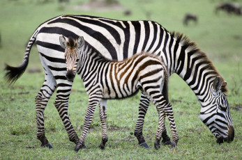 Картинка животные зебры жеребёнок