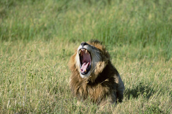 Картинка животные львы царь зверей саванна