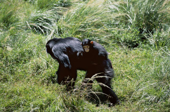Картинка животные обезьяны саванна детёныш шимпанзе