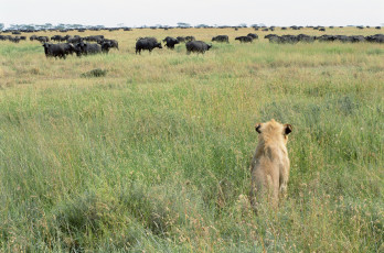 Картинка животные разные вместе лев буйволы саванна засада охота