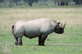 Картинка животные разные вместе саванна птицы носорог