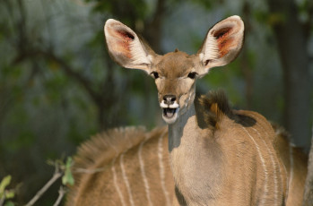 Картинка животные антилопы африканская антилопа куду