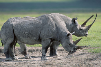 обоя животные, носороги, белый, носорог
