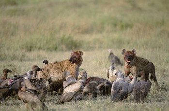 Картинка животные разные вместе гиены птицы грифы стервятники саванна