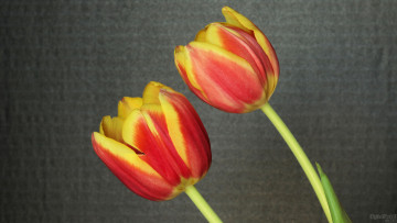 Картинка цветы тюльпаны фон