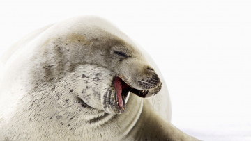 Картинка животные тюлени морские львы котики смех