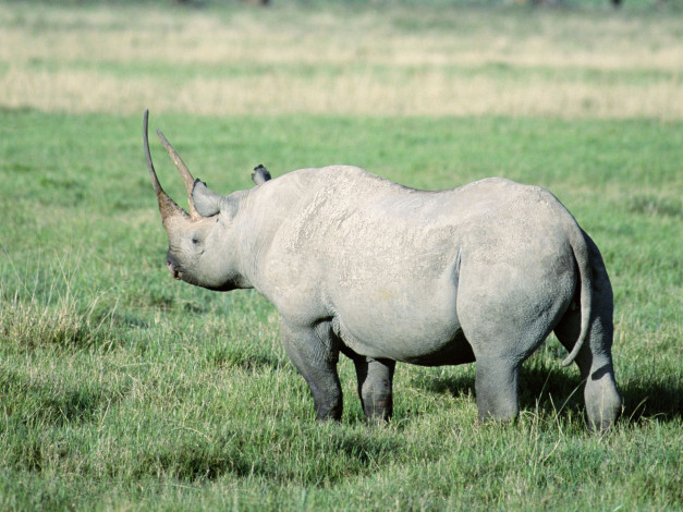 Обои картинки фото животные, носороги, белый, носорог