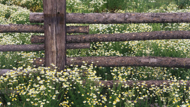 Обои картинки фото цветы, ромашки, забор