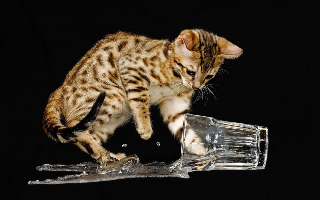 Обои картинки фото животные, коты, кот, стакан, вода