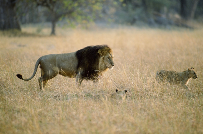 Обои картинки фото животные, львы, львята, царь, зверей, отцовство, саванна