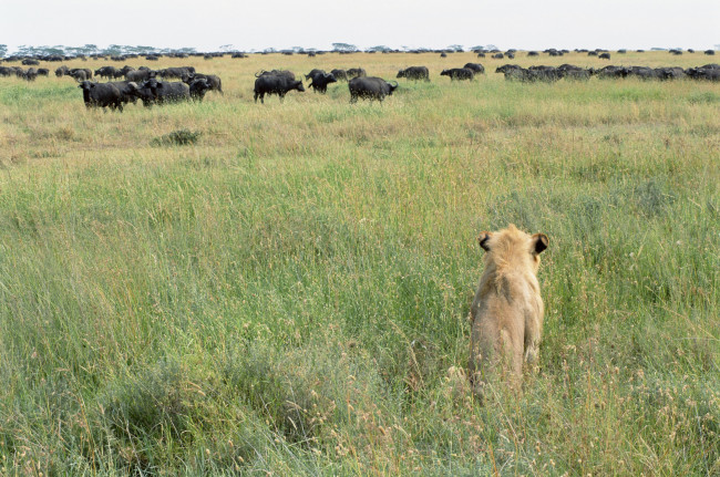 Обои картинки фото животные, разные, вместе, лев, буйволы, саванна, засада, охота