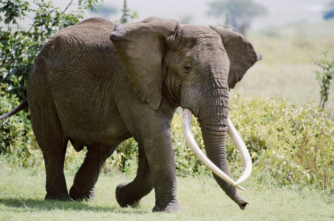 Обои картинки фото животные, слоны, африканский, слон