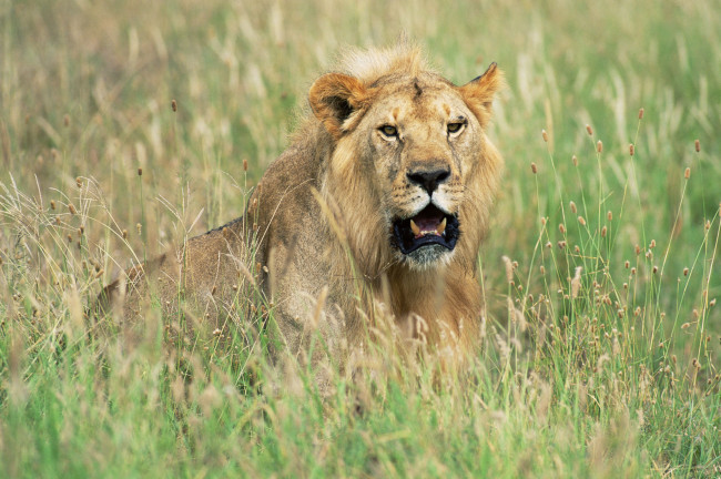 Обои картинки фото животные, львы, саванна, царь, зверей