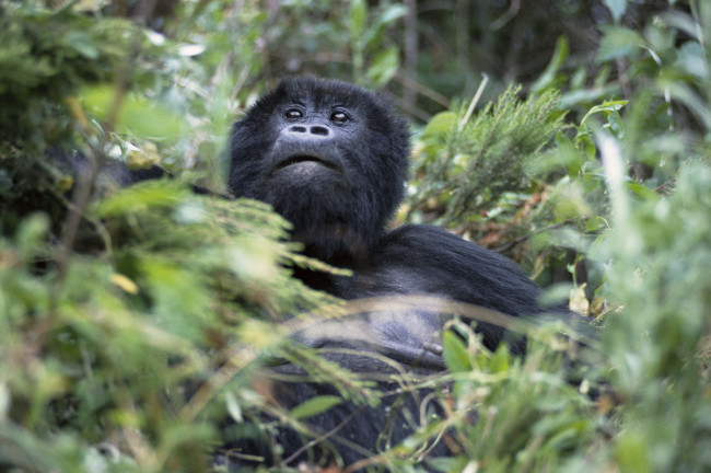 Обои картинки фото животные, обезьяны, горилла