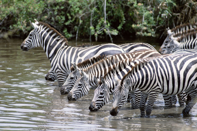 Обои картинки фото животные, зебры, водопой
