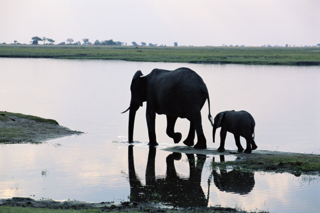 Обои картинки фото животные, слоны, слониха, со, слонёнком, река, слонёнок