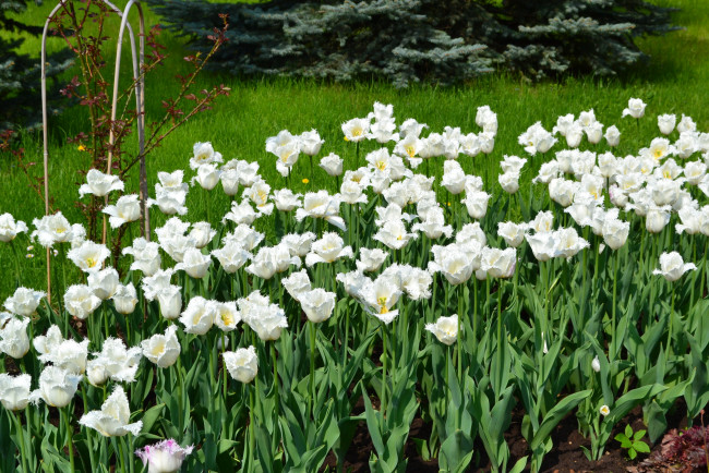Обои картинки фото цветы, тюльпаны, белые