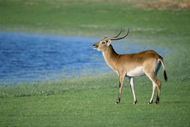 Обои картинки фото животные, антилопы, газель