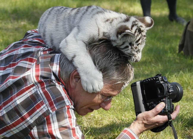 Обои картинки фото животные, тигры, тигренок, фотограф