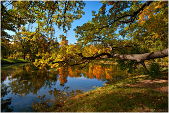 обоя природа, реки, озера, осень, пруд, деревья, пейзаж