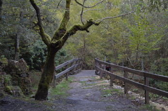 Картинка природа дороги перила лес дорога мостик дерево