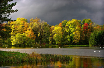 Картинка природа реки озера осень тучи пруд чайки пейзаж