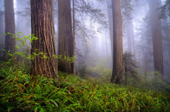 Картинка природа лес папоротники свет стволы
