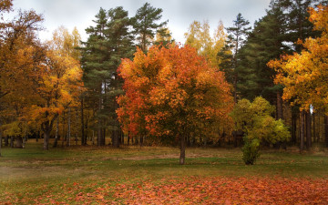 Картинка природа деревья осень лес опушка
