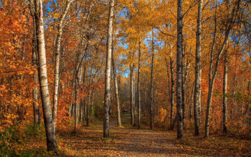 Картинка природа лес березовая роща осень