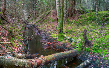 Картинка природа лес бревна вода бурелом