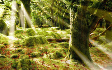 Картинка природа лес стволы камни мох свет