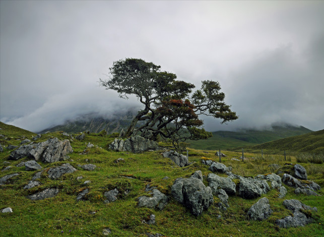 Обои картинки фото природа, деревья, камни, дерево, туман, горы