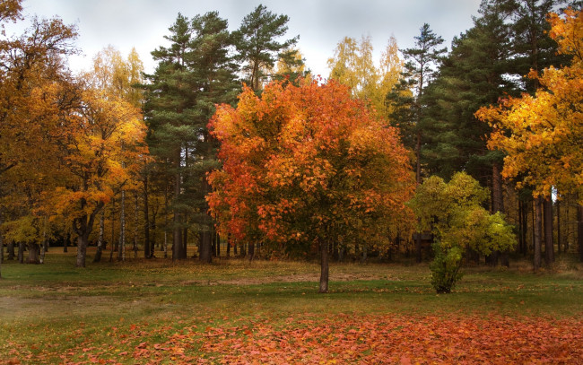 Обои картинки фото природа, деревья, осень, лес, опушка
