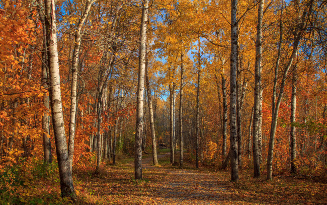 Обои картинки фото природа, лес, березовая, роща, осень
