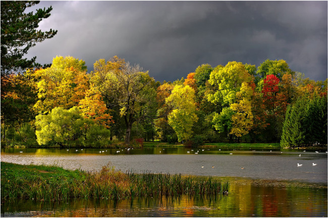 Обои картинки фото природа, реки, озера, осень, тучи, пруд, чайки, пейзаж