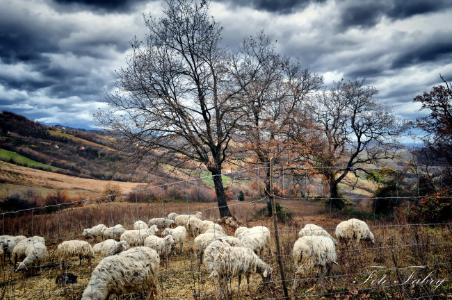 Обои картинки фото животные, овцы, бараны, пастбище, стадо, деревья, осень, fabry