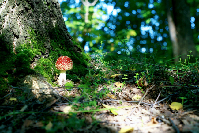 Обои картинки фото природа, грибы, мухомор, лес, трава, листья, сучья
