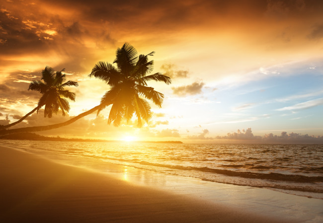 Обои картинки фото природа, восходы, закаты, океан, тропики, пальмы, утро, рассвет