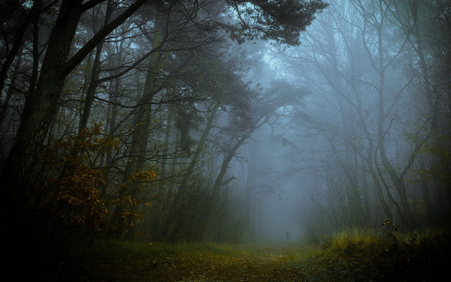 Обои картинки фото природа, дороги, лес, туман