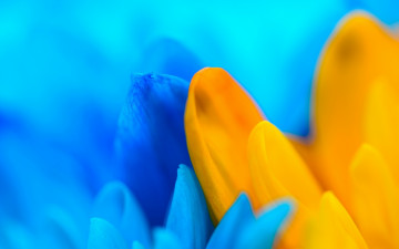 обоя цветы, желтый, голубой, лепестки, макро