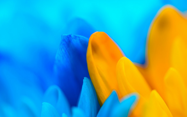Обои картинки фото цветы, желтый, голубой, лепестки, макро